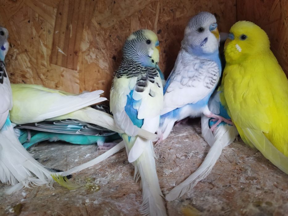 Papugi faliste zeszło roczne