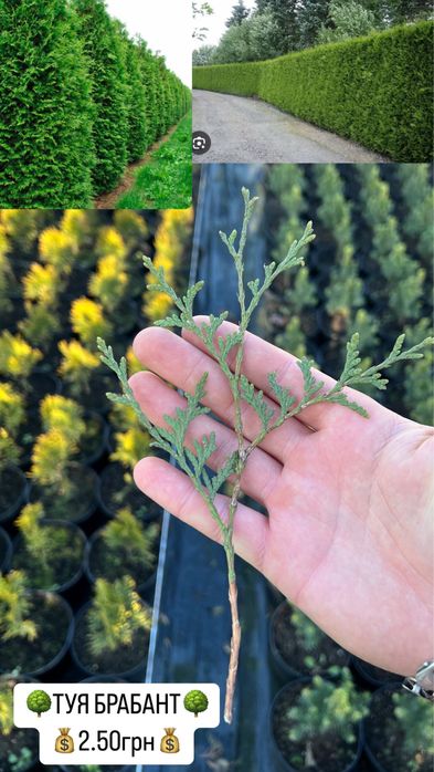 Черенки, живці, для вкорінення, туя смарагд,ялівець,кипарис, ялинка.