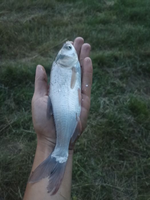 AMUR Lin Karp i inne Dostępne