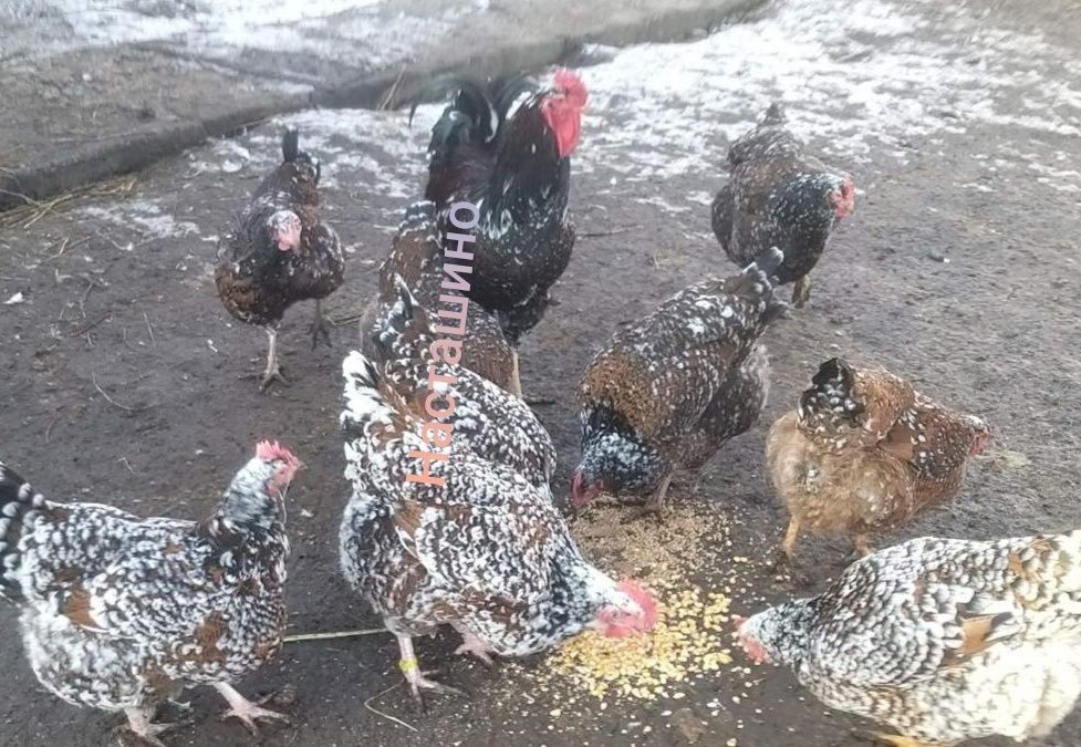 Лівенська ситцева, інкубаційне яйце, ія лівенської ситцевої