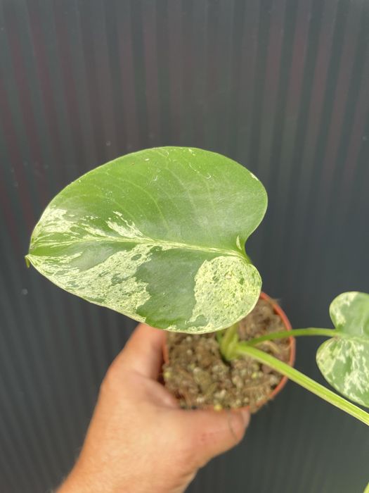 Monstera bulbasaur