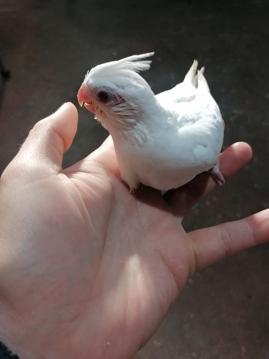Caturra bebé macho Albino