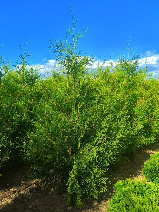 Thuja Brabant wys. 120cm od producenta!!!