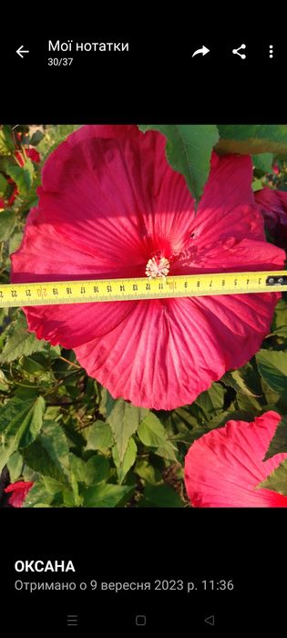 Продам вейгелу і декоративні кущі