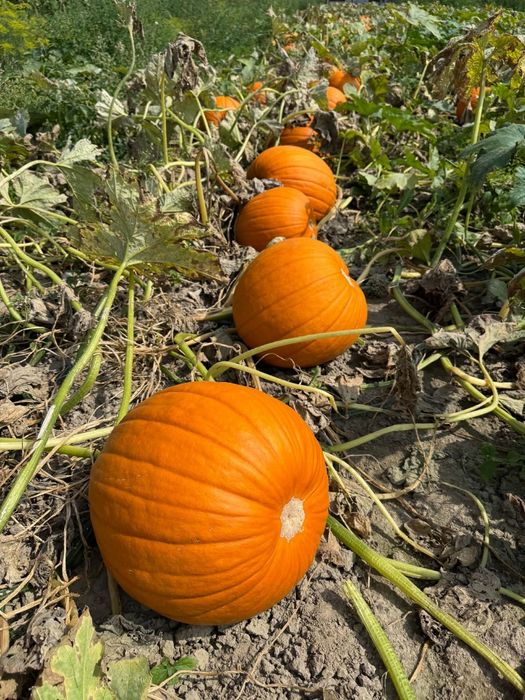 Dynie ozdobne jadalne halloween hokkaido bambino