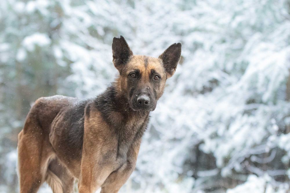 RONIA - piękna sunia w typie owczara belgijskiego, dla doświadczonych