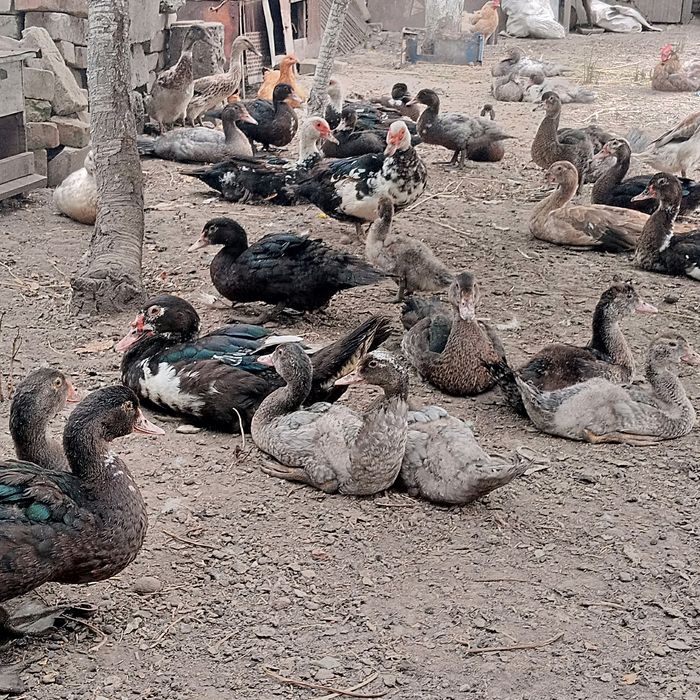 Продаються індокачки