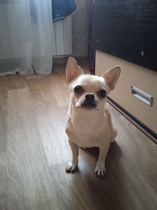 Для вязки,Чихуа Мальчик