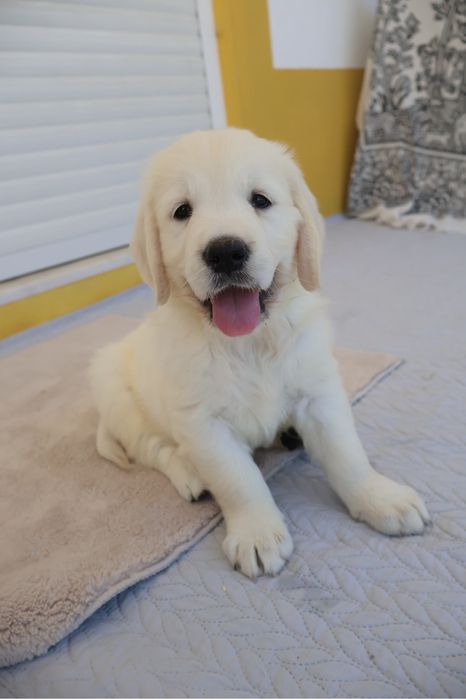 Golden Retriever fêmea com LOP