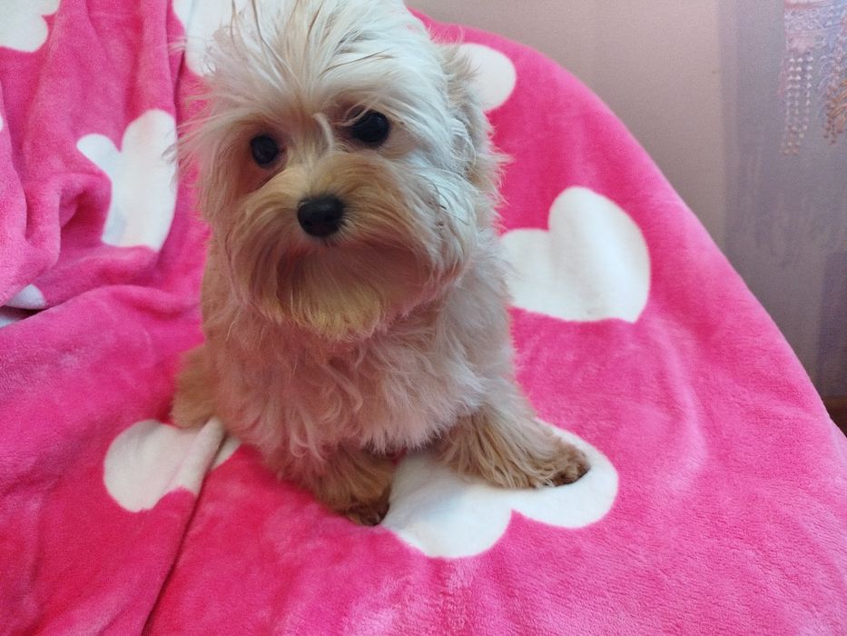 Maltipoo śliczna sunia