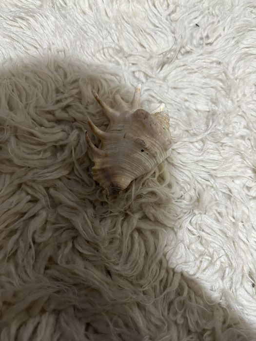 Ракушка з моря як нова!