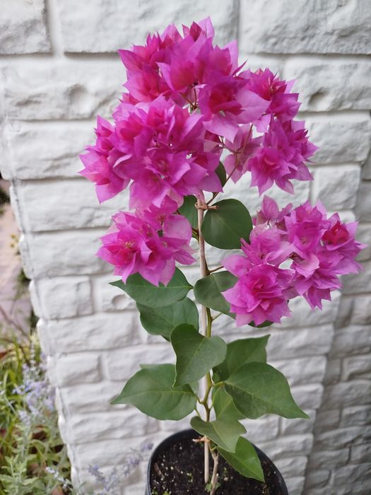 Бугенвиллия одеса бугенвілія садова та кімнатна