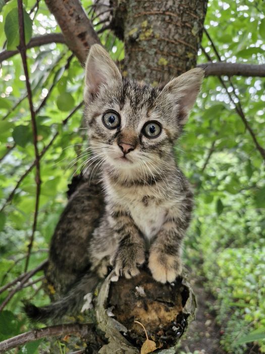 Котята у добрі руки