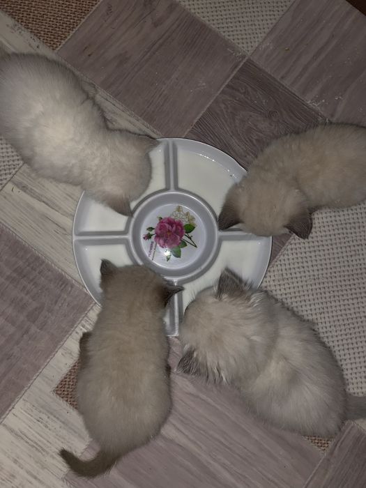 Породистые Котята британские