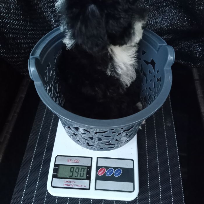 Хлопченя Мальтіпу суперовий,міні.