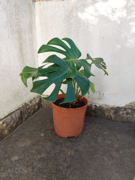 Costela-de-adão - Monstera deliciosa
