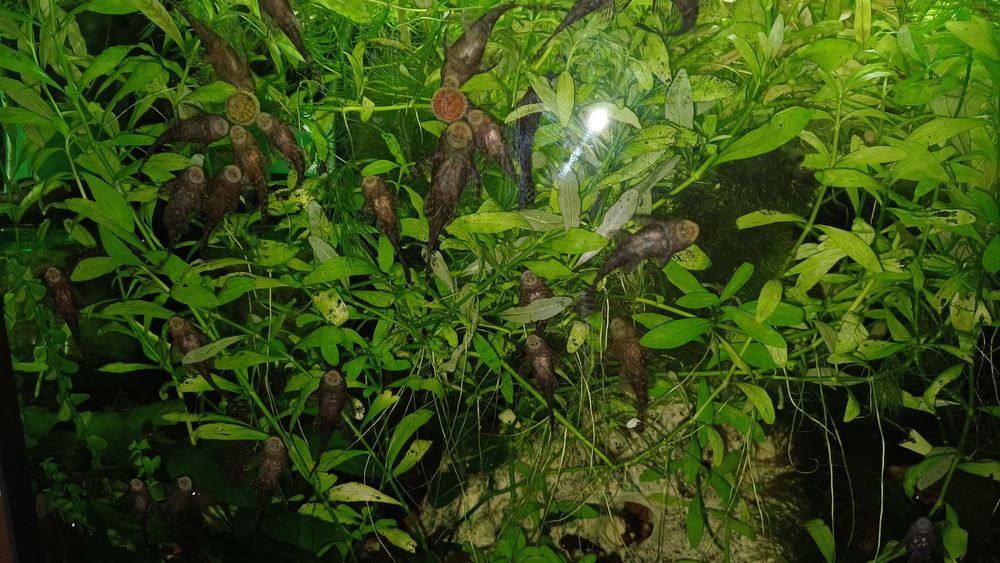 Rybki glonojady 4-5cm.