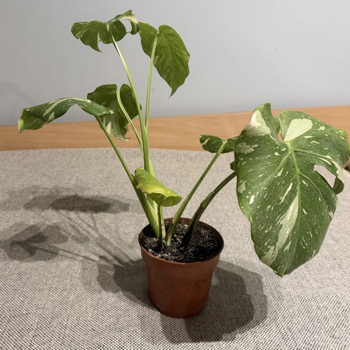 Monstera Variegata Thai Constellation kolekcjonerska