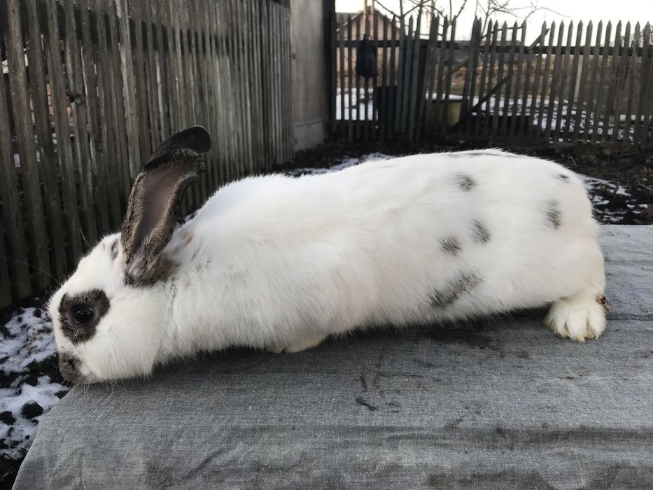 Кролики. Спарована самка.