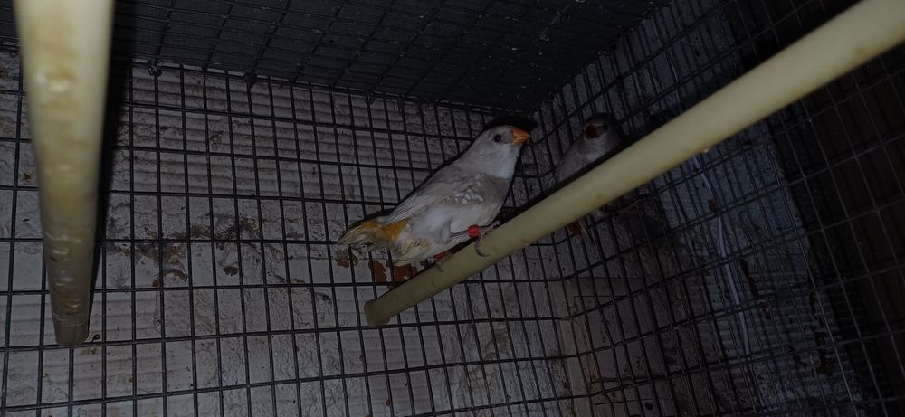 Diamante  sparrow casal