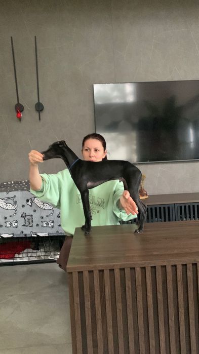 Charcik włoski*samczyk*ChartyJagi (FCI)