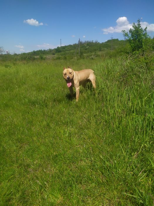 Вязка амстафа вік 2 звати Тайсон