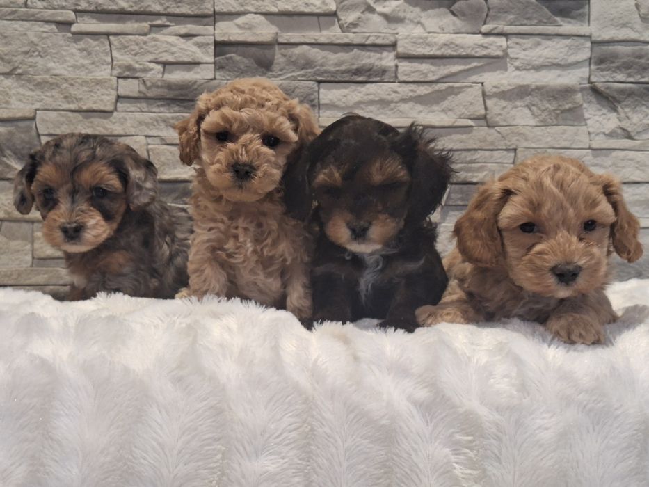 Maltipoo z dokumentami