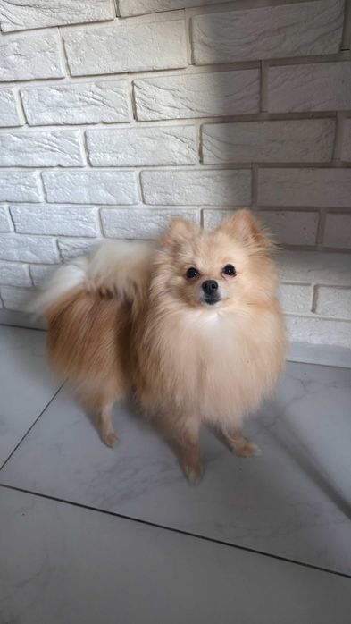 Шпіц хлопчик.Терміново!Супер ціна.