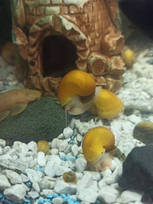 Ампулярії  равлик