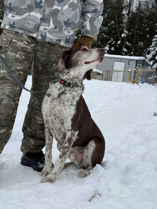 Тор, метис курцхаара, шукає дім