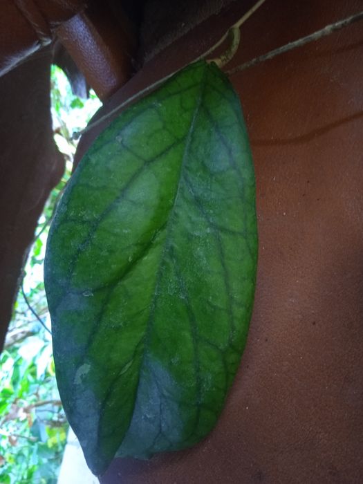 Hoya- Hoja do.MT09 cięta