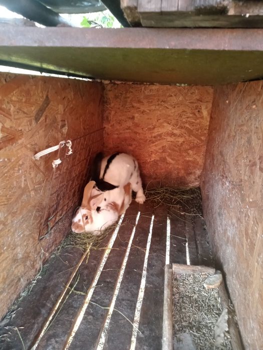 Кролики різних порід