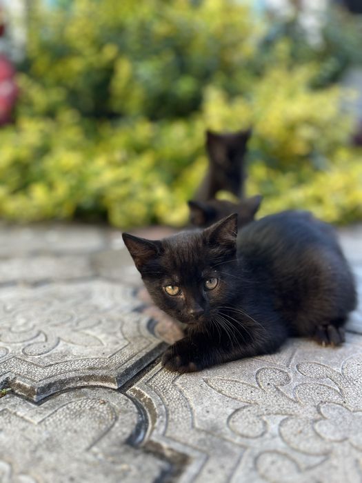 Кошенята шукають дім