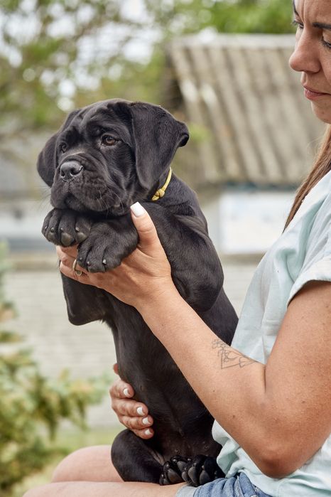 Шикарні цуценята