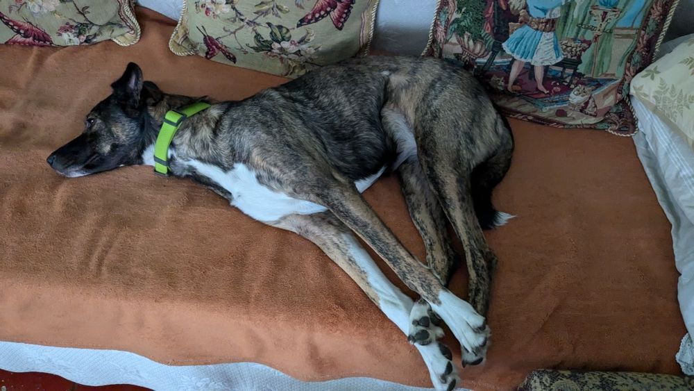 Собака компаньон только ответственным