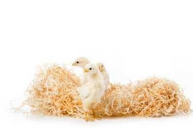 Яйця  в інкубaтор - ДОМИНaНТ GS 902