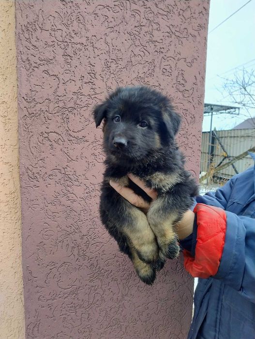 Довгошерсті цуцента німецької вівчарки