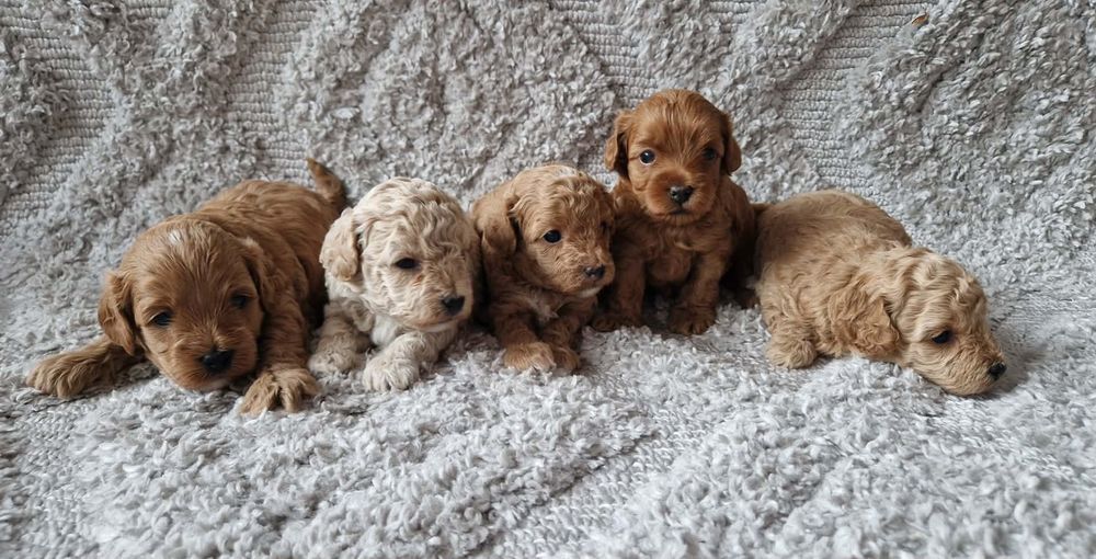 Maltipoo   dziewczynka  XS MINI