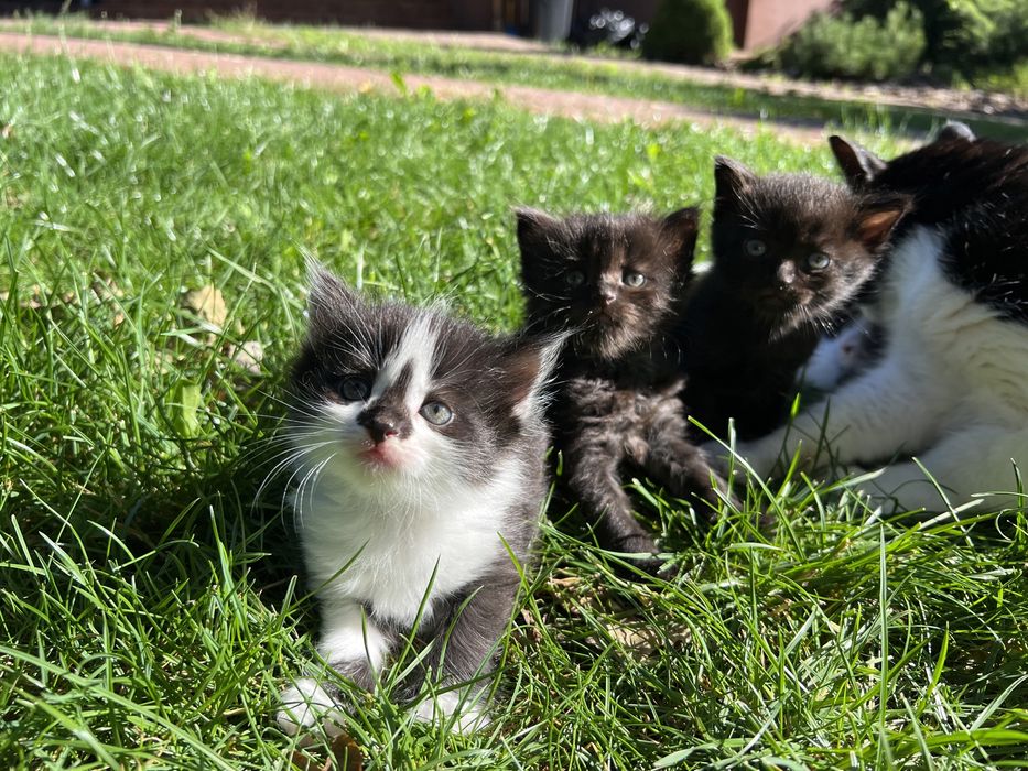 Кошенята що приносять щастя . Віддаю в хороші руки