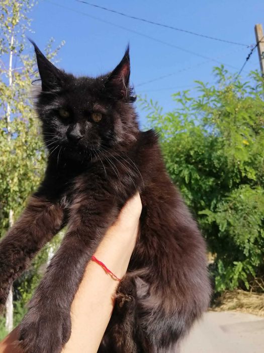 Кошечка Мейн Кун  Maine Coon