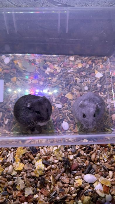 Джунгарики хом'яки