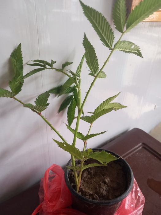 Тібецька малина мяо мяо (сажанець)