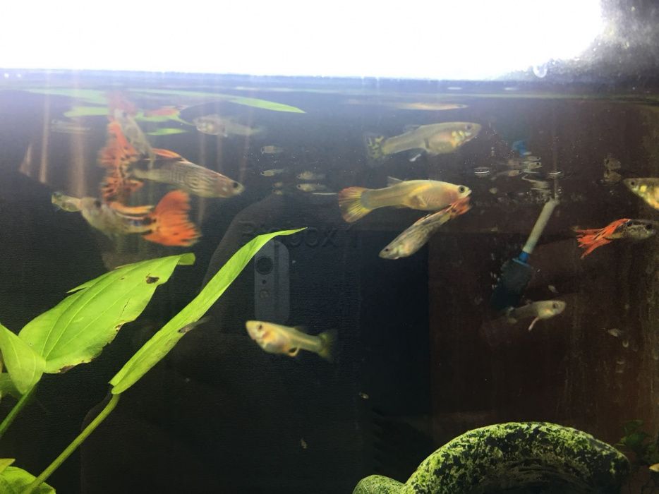 Guppies 1,25€ adultos varias cores