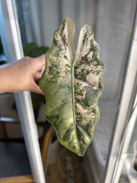 Alokazja pseudosanderiana pink