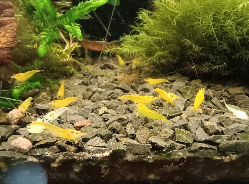 Krewetki Yellow neocaridina