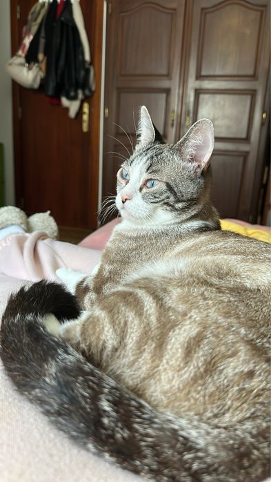 Gato para adocao responsável