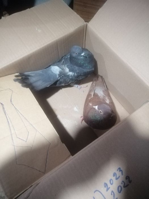 2 pombos cambalhota machos