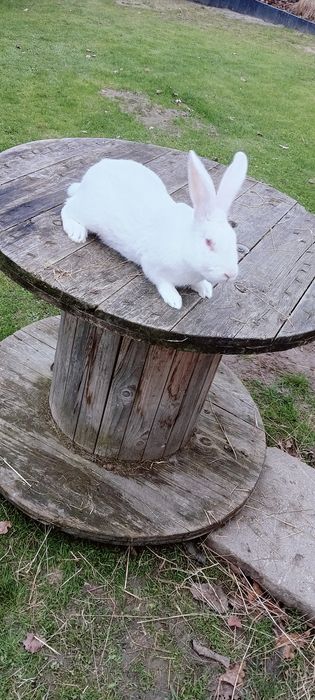 Króliki Termondzkie