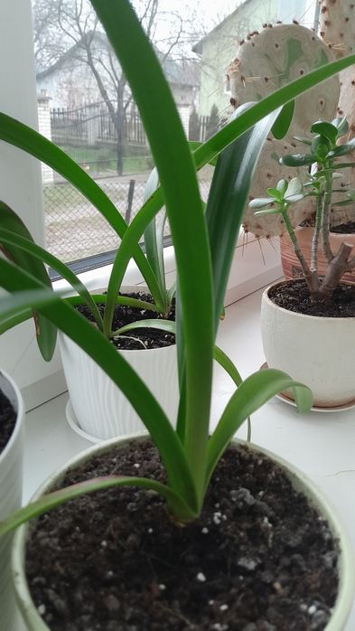 Амараліс червоний.