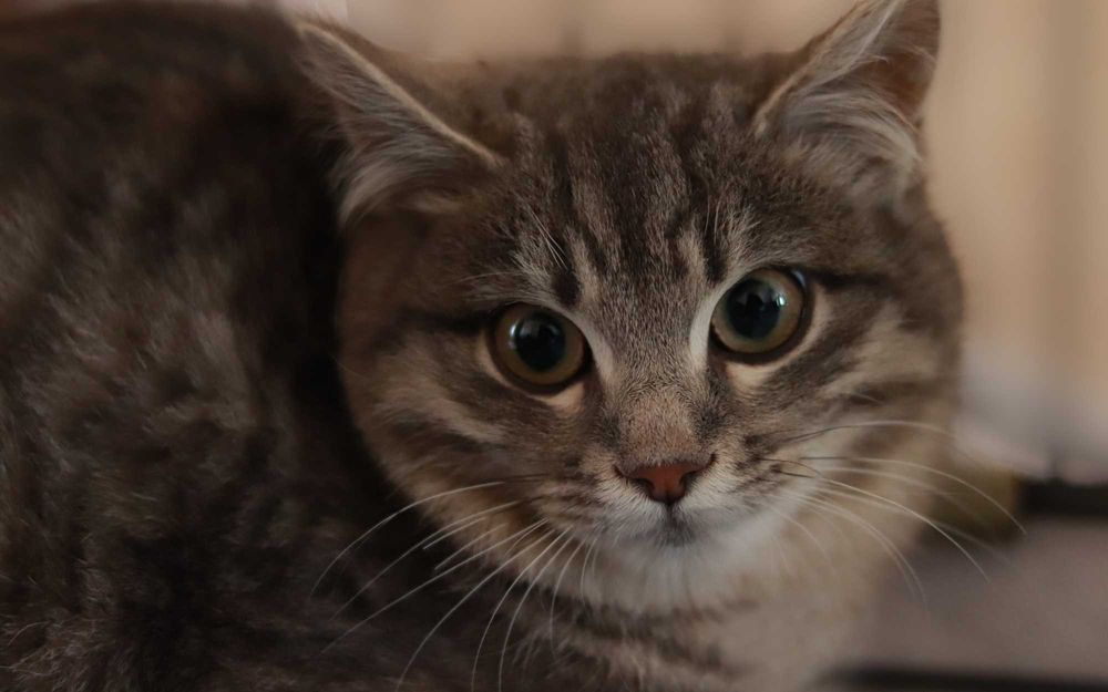 Кошенятко у добрі руки